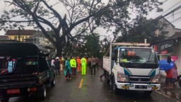 Hujan Angin di Blitar: Pohon Tumbang Timpa Rumah hingga Tutup Jalan