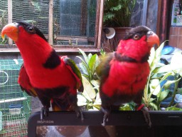Warga Sukarela Serahkan Burung Nuri Kepala Hitam ke BKSDA 