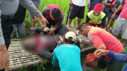 Apes, Niat Nyetrum Belut, Sujiono Malah Tewas Tersetrum