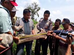 Heboh! Warga Ngawi Temukan Fosil Tulang Purba Berukuran Besar