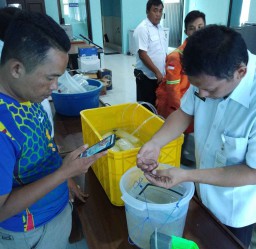 Jual Beli Benur, 12 Nelayan Dilepaskan, 1 Orang Ditetapkan Tersangka