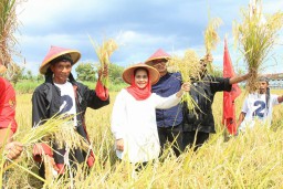 Di Ponorogo, Puti Guntur Panen Padi dan Kunjungi Aisyiyah   