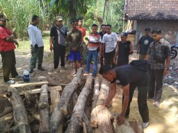 Curi Kayu Jati Gelondongan, Suparmin Bakal Lebaran di Penjara