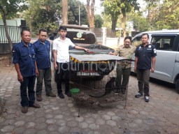 Ketahuan Pelihara Satwa Langka, Gatut Diciduk Polisi