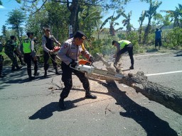Halangi Jalan, Pohon Tumbang Tewaskan Pemotor di Ponorogo Dibersihkan