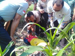 Tubuh Kakek di Ngawi ini Terbujur Kaku di Kebun Jagung Warga