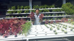 Inspiratif, Pelayar Bergaji Besar Banting Setir Jadi Petani Hidroponik