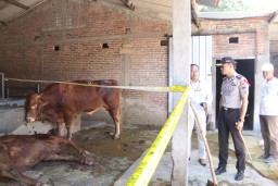 Waspada! Sapi Gelonggongan Ngawi Dikirim ke Surabaya