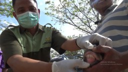 Petugas Sisir Pasar untuk Pastikan Kesehatan Hewan Kurban 