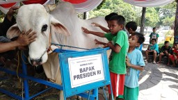 Sapi Kurban Sumbangan Presiden di Masjid Al Akbar Jadi Tontonan Warga