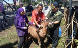 Banyuwangi Terjunkan Tim Kesehatan Awasi Penyembelihan Hewan Kurban