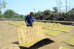 Harga Jual Tembakau di Probolinggo Tembus Rp 40 ribu/Kg 