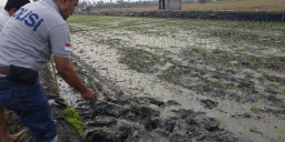 Petani di Ngawi Tewas Tersengat Jebakan Tikus Buatan Sendiri