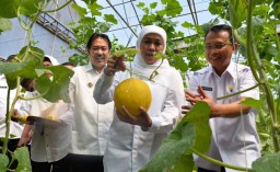 Gubernur Khofifah Ajak Petani Kembangkan Budidaya Melon Prima