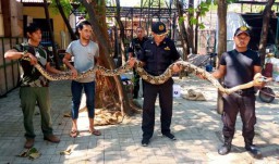 Ular Piton Sepanjang 5 Meter Gegerkan Warga Surabaya