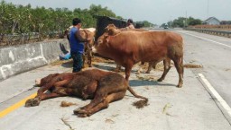 Mobil Pikap Terguling di Tol Jombang, 1 Orang Luka dan 1 Sapi Tewas