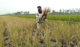 Kekeringan, Puluhan Hektar Sawah di Mojokerto Gagal Panen