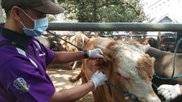 Jelang Iduladha, Tulungagung Perketat Hewan Kurban dari Luar Daerah
