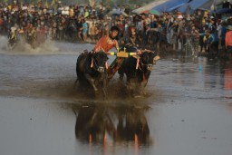 Karapan Sapi Brujul Jadi Warisan Budaya Kota Probolinggo