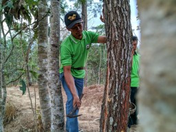Getah Pinus yang Membawa Berkah Masyarakat Desa Selur Ponorogo