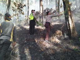Lahan Perhutani di Lereng Gunung Lawu Terbakar