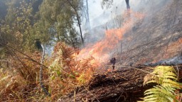 Lereng Gunung Ringgit Pasuruan Terbakar