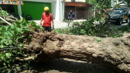 Pohon Tumbang Timpa Seorang Pengendara Motor di Ponorogo