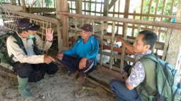  Puluhan Ekor Kambing di Pacitan Mati Terkoyak, Warga Tidur di Kandang