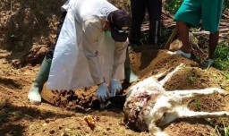Kambing di Pacitan Mati Terkoyak, Dinas Pertanian: Dimakan Hewan Buas