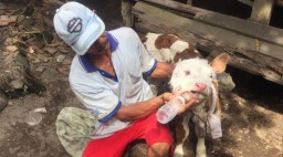 Lahir Berkepala Dua, Anak Sapi ini Bikin Heboh Warga Blitar