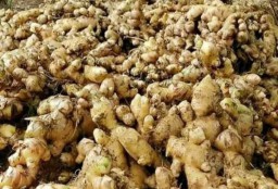 Permintaan Tinggi Imbas Corona, PIOS Datangkan Jahe dari Thailand