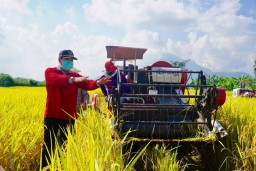 Corona, Pemkab Serap Gabah Petani Mojokerto untuk Ketahanan Pangan