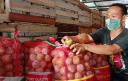 Mengandung Banyak Manfaat, Permintaan Buah Kesemek di PIOS Meningkat
