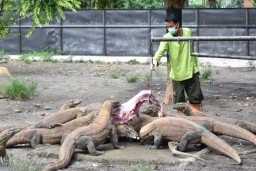 Ini Langkah Kebun Binatang Surabaya Masuki Transisi Menuju New Normal