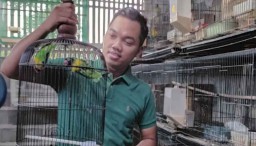 Hobi Piara Lovebird, PNS Ponorogo ini Raup Puluhan Juta Rupiah