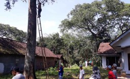 Begini Cara Basmi Wabah Ulat Hijau yang Serang Bunga Kenanga