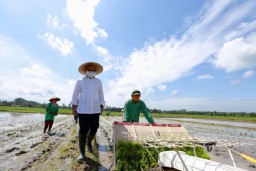 Jaga Produksi Beras, Banyuwangi Panen 55.975 Ton Bulan Ini