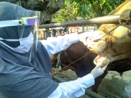 Sidak Pasar Hewan Ponorogo, Penyakit Cacing Mata Ditemukan pada Sapi