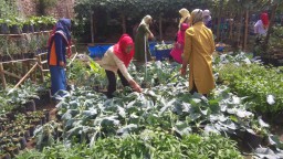 Manfaatkan Pekarangan, Ibu-ibu di Magetan Sukses Budidaya Sayur
