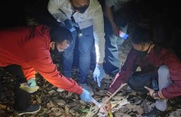 Seorang Pencari Kayu Bakar Tewas Tertimpa Pohon di Hutan PTPN XII
