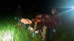 Petani ini Tewas Tersengat Listrik Jebakan Tikus Buatan Sendiri