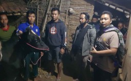 Ikuti Jejak Kaki Sejauh 6 Km, Sapi yang Dicuri ini Berhasil Ditemukan