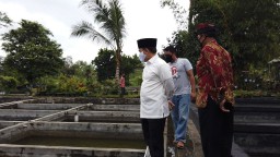 Pengusaha Ikan Koi Banyuwangi Omsetnya Naik 25 Persen di Masa Pandemi