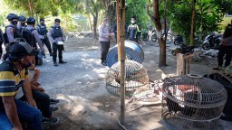 Arena Judi Sabung Ayam di Sidoarjo Digerebek, 13 Orang Diamankan