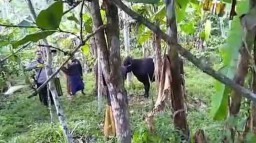 Diduga Ditinggalkan Pencuri, Seekor Sapi dan Truk Ditemukan Warga