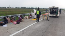 Minibus Bawa 17 Penumpang Terguling di Tol Jombang, 1 Tewas dan 7 Luka