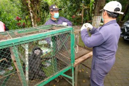1 Jantan dan 6 Betina Lutung Jawa Dilepasliarkan di Hutan Coban Talun
