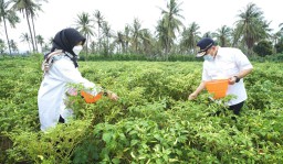 Petani di Banyuwangi Gembira Ada Program Bagi Pupuk Organik Gratis
