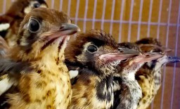 Penyelundupan 380 Burung Kicau dari NTT Digagalkan di Surabaya