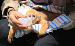 Sindikat Perdagangan Satwa Dilindungi Dibongkar, 3 Orang Diamankan